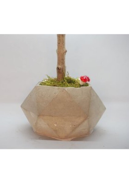 Zeytin Ağacı Bonsai & Kahverengi Geometrik Beton Saksıda Canlı Çiçek