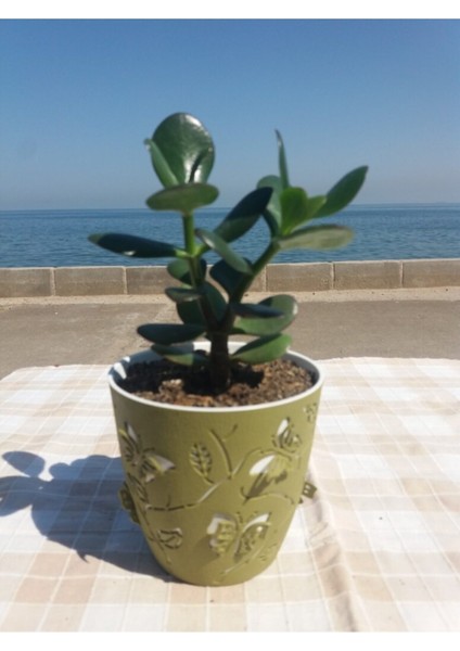 Crassula Ovata- Para Çiçeği- Bereket Bitkisi- 13-18 cm 8 Aylık