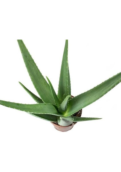 Doğa Çiçekçilik Aloe Vera Sarısabır 10.5 Saksıda