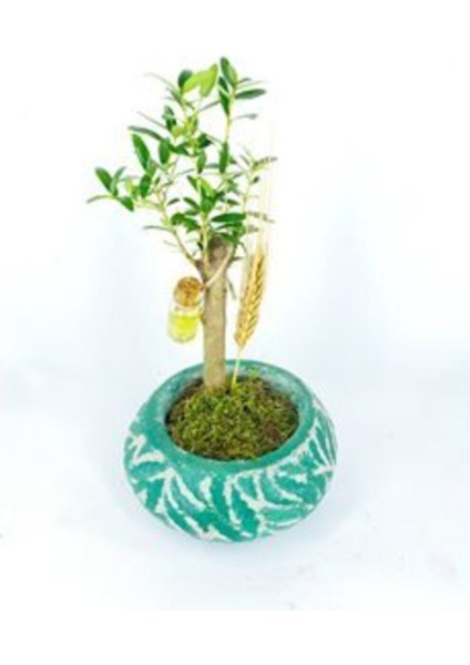 Zeytin Ağacı Bonsai & Yeşil Vane Beton Saksıda Hediyelik Canlı Çiçek