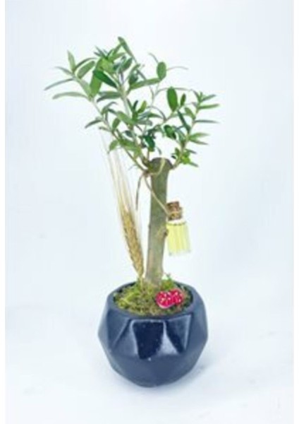Zeytin Ağacı Bonsai & Siyah Geometrik Beton Saksıda Hediyelik Canlı Çiçek