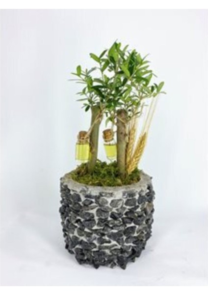 Zeytin Ağacı Bonsai & Siyah Magle Beton Saksıda Hediyelik Canlı Çiçek