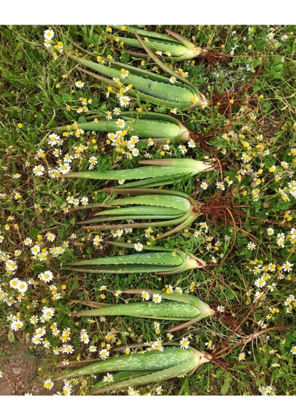 2 Adet Aloe Vera Fidanı Tıbbi Sarısabır 20 cm Saksısız Köklü