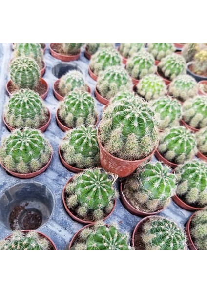 Bol Yavrulu Kaynana Topuzu