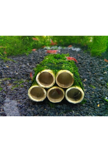 Y-Karides Yuvası ve Üretim Tüpü 3 Lü Seramik Kahverengi 7x6 cm modelleri