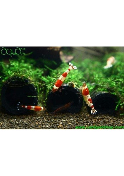 Y-Karides Yuvası ve Üretim Tüpü 3 Lü Seramik Kahverengi 7x6 cm fırsatları