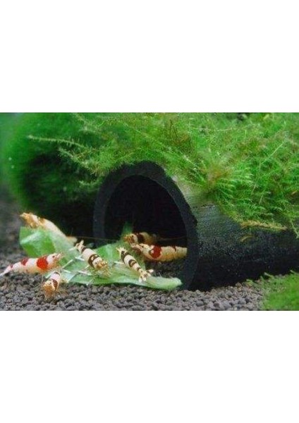 Y-Karides Yuvası ve Üretim Tüpü 3 Lü Seramik Kahverengi 7x6 cm indirimleri