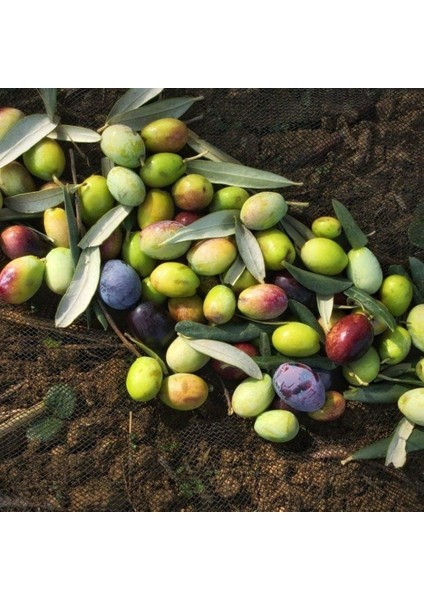 Kırmalık ve Yağlık Ayvalık Edremit Zeytin Fidanı