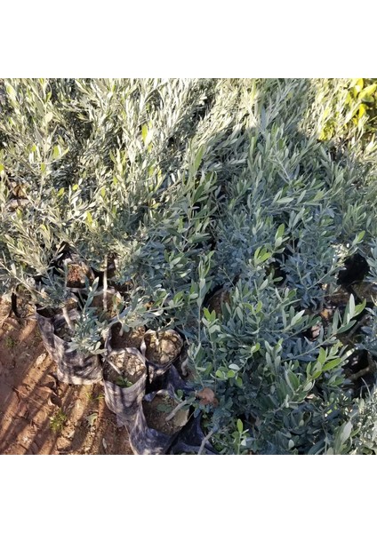 Kırmalık ve Yağlık Ayvalık Edremit Zeytin Fidanı