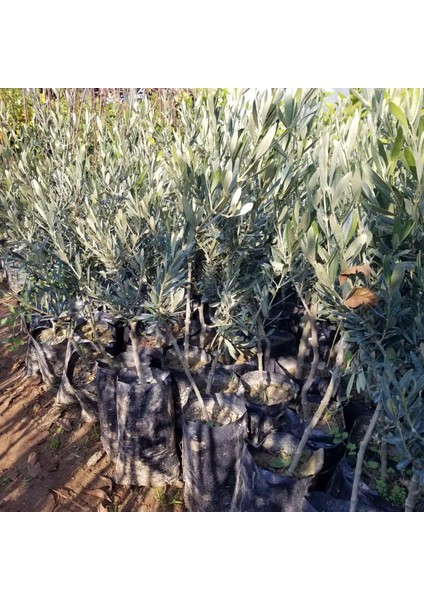 Kırmalık ve Yağlık Ayvalık Edremit Zeytin Fidanı