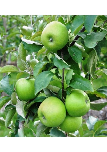 9 Adet Aşılı Bodur Yeşil Elma Fidanı 3 Yaş modelleri