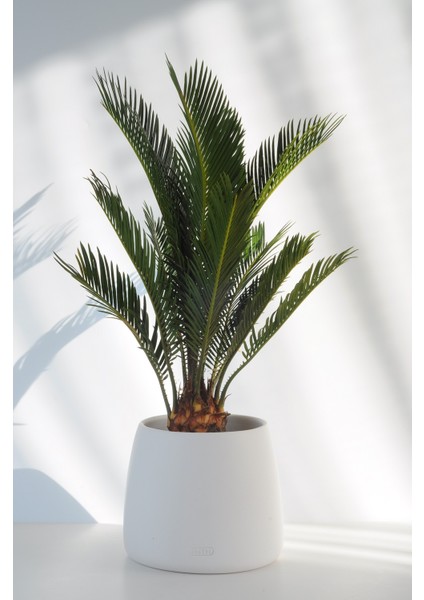 Sikas Sago Palmiyesi El Yapımı Seramik Bipot Saksıda Cycas Revoluta