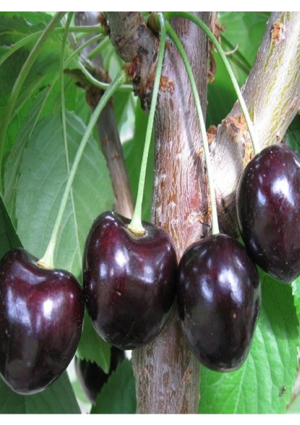 Kara ( Siyah ) Kiraz Fidanı 3 Yaş