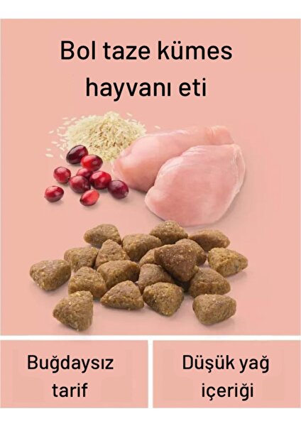 Sterilised Taze Kümes Hayvanı Etli Kilo Kontrollü Kısırlaştırılmış Kedi Maması 4 kg