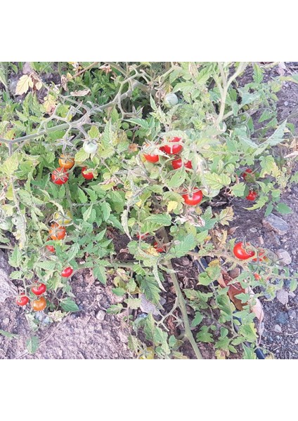 Ata Tohumu Bebek Çeri Domates fiyatları