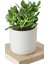 4 Adet Crassula Ovata Şans Para Çiçeği Şık Dekoratif Saksıda 1