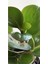 Peperomia Obtusifolia 1