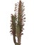 Doğa Çiçekçilik Euphorbia Trigona Rubra Süt Ağacı Kaktüs 40 cm 1