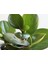 Peperomia Obtusifolia 1
