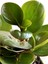 Peperomia Obtusifolia 1
