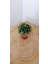 Echinopsis Oxygona Kaynana Topuzu Bol Yavru Veren Kaktüs 5,5 cm Saksıda 1