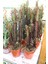 Doğa Çiçekçilik Euphorbia Trigona Red 1