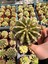 Echinopsis Oxygona Kaktüs (Bol Yavrulu Kaynana Topuzu) - 8,5 cm 1