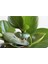 Peperomia Obtusifolia 1