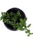 Buz Çiçeği,saksı'da Aptenia Cordifolia 1