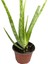 Aloevera 1