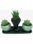 Haworthia ve Sukulent & Siyah Helen ve Curve Beton Saksıda Canlı Çiçek 1