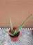 Aloe Vera Bitkisi 10-15 cm Boyunda 1 Yaşında Bitki 1