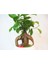 Doğa Çiçekçilik Ficus Ginseng Bonsai & Beyaz Venüs Beton Saksıda Hediyelik Canlı Çiçek 1