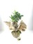Ficus Ginseng Bonsai & Gazeteye Sarım Yeşil Kurdele Saksıda Hediyelik Canlı 1