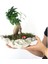 Doğa Çiçekçilik Ficus Ginseng Bonsai & Gri Roda Beton Saksıda Hediyelik Canlı Çiçek 1