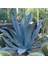 Agave Saksılı 10-20 cm 1