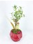 Zeytin Ağacı Bonsai & Kırmızı Geometrik Beton Saksıda Hediyelik Canlı 1