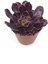 Doğa Çiçekçilik Aeonium Arboreum Zwartkop 5.5 cm Saksıda 1