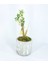 Zeytin Ağacı Bonsai & Eskitme Dalgalı Beton Saksıda Hediyelik Canlı Çiçek 1