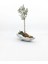 Beton Kaya Saksıda Zeytin Bonsai 1