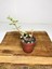 Portulacaria Afra 1