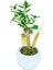 Zeytin Ağacı Bonsai & Beyaz Geometrik Beton Saksıda Hediyelik Canlı Çiçek 1