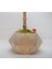 Zeytin Ağacı Bonsai & Kahverengi Geometrik Beton Saksıda Canlı Çiçek 1