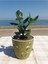 Crassula Ovata- Para Çiçeği- Bereket Bitkisi- 13-18 cm 8 Aylık 1