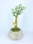 Zeytin Ağacı Bonsai & Gri Geometrik Beton Saksıda Hediyelik Canlı Çiçek 1