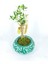Zeytin Ağacı Bonsai & Yeşil Vane Beton Saksıda Hediyelik Canlı Çiçek 1