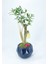 Zeytin Ağacı Bonsai & Siyah Geometrik Beton Saksıda Hediyelik Canlı Çiçek 1