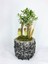 Zeytin Ağacı Bonsai & Siyah Magle Beton Saksıda Hediyelik Canlı Çiçek 1