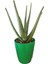 Aloevera Bitkisi Sarısabır Bitkisi 30-40 cm 1