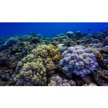 Kanki Pet KP8550020 Akvaryum Arka Fon Yapıştırma